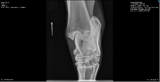 Left Tarsus Hock Lateral Oblique
